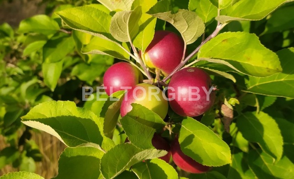 Многолетние насаждения (территория плодового сада «Забеги») яблони, черная смородина
