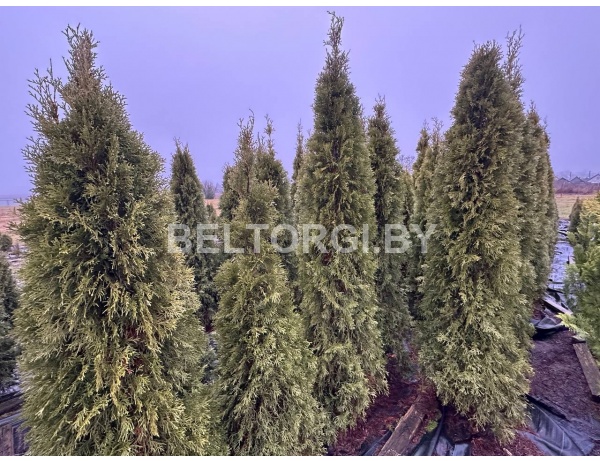 Туя Смарагд 200-220 см